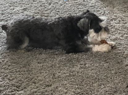 During quarantine Orlando, a miniature schnauzer, has been playing with his family frequently.  Now he enjoys a peanut butter treat as the family returns to online school work.