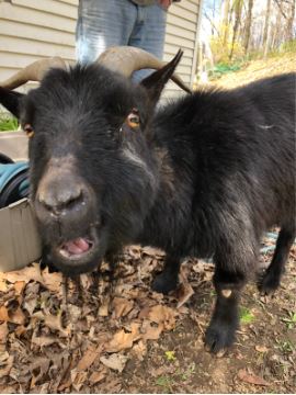 My goat, Emmit, in his backyard. All he wanted to do was eat the flowers. 
