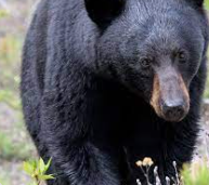 In New York, American Black Bears are the second largest mammal and inhabit all parts of the state.