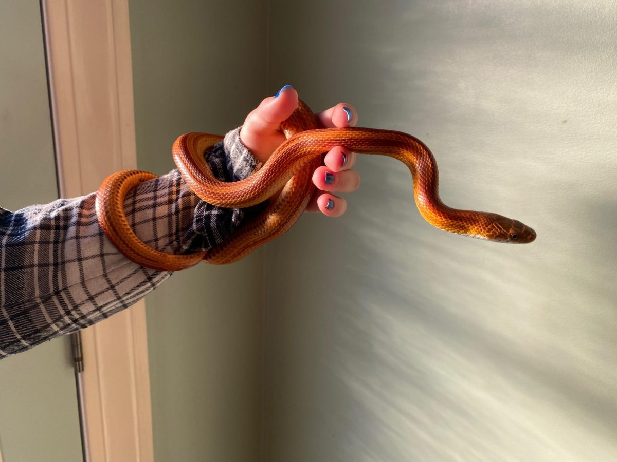 My pet corn snake, named Amaterasu after the Shinto sun goddess, balances in my hand. Holding a snake is the coolest feeling ever– theyre not slimy, but smooth and cool to the touch.
